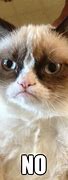 Image result for Cat Says No Meme