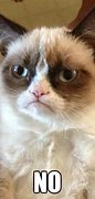 Image result for Cat Saying No Meme