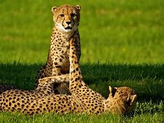 Image result for Cheetah Play