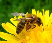 Image result for Luucie Bee