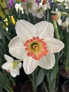 Image result for Narcissus Pink Charm
