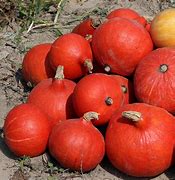 Image result for Courge Red Kuri