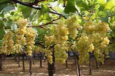 uva da tavola 19 176 congresso uva da tavola targa bacca d oro ai vivai uva da tavola 19 176 congresso uva da tavola targa bacca d oro ai vivai