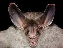 Image result for Different Bats
