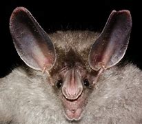 Image result for Every Type of Bat in the World