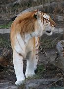 Image result for Golden Tiger Arm and Leg