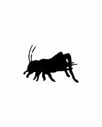 Image result for Cricket Insect Facts