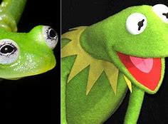 Image result for Kermit Frog Real