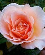 Image result for Rosa Apricot Nectar