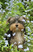 Image result for Animal with Forget Me Nots