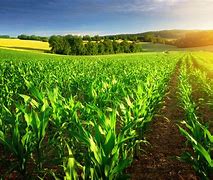 Image result for Agriculture Farming Crops