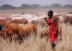 Image result for african cattle herding