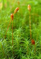 Image result for Moss Capsule