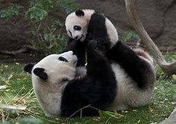 Image result for Cute Baby Panda Bear