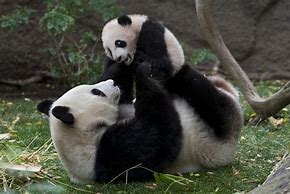 Image result for Bear Panda Cute Baby Animals