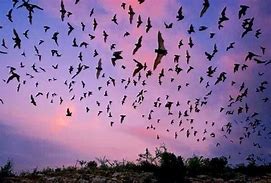 Image result for Bats in the Sky Flock