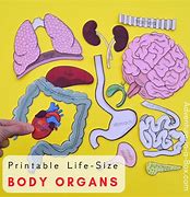 Image result for Life-Size Printable Muscles