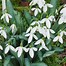 Image result for Galanthus Backhouse Spectacles