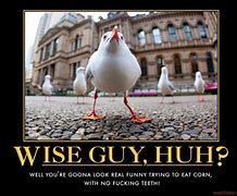 Image result for Wise Guy Funny