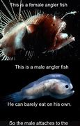 Image result for Angler Fish Meme