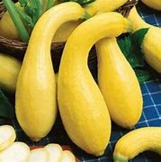 Image result for Dwarf Summer Crookneck Squash