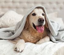Image result for Dog Rip Blanket