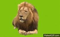 Image result for 14Pro Green Lion