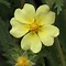 Image result for Potentilla Yellow Queen