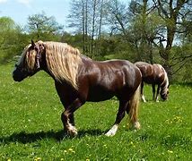 Image result for Black Forest Horse Colors