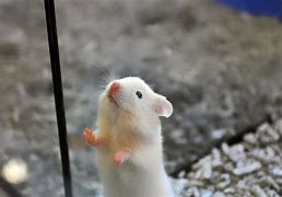 Image result for Autism Mouse Social Thalamus