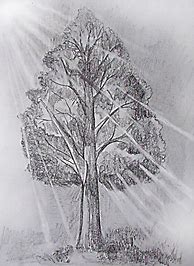 Image result for Tree Pencil Sketch Drawing