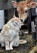 Image result for Cute Barn Cat