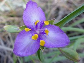 Image result for Purple 3 Leaf Plant