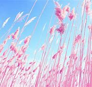 Image result for Sweet Pink Desktop Wallpaper