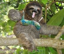 Image result for Adult Sloth