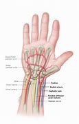 Image result for Pulse Radial Artery of the Wrist