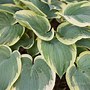 Image result for Hosta American Halo