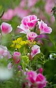 Image result for New Wildflowers iPhone 14 Pro Case