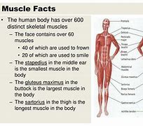 Image result for Muscle Facts