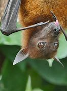 Image result for Fox Bat Females