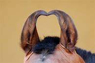 Image result for Marwari Horse Ears