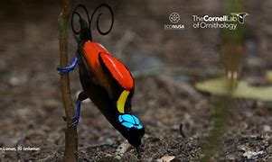 Image result for Simbol Burung Cenderawasih
