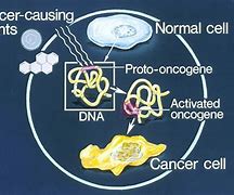 Image result for Oncogene