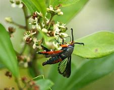 Image result for What Do Vine Borers Look Like