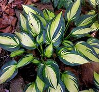 Image result for Hosta Remember Me