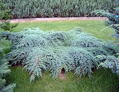 Image result for Juniperus squamata Blue Carpet