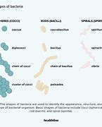 Image result for Germs Helpful or Harmful