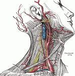 Image result for What Is a Carotid