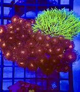 Image result for Red and Green Star Polyps