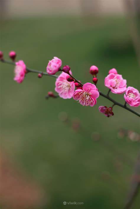 赞美梅花不畏严寒坚韧顽强的性格